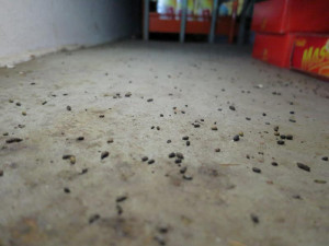 Inspekce uzavřela večerku v Bulovce. Obchod se podobal spíše myšímu doupěti