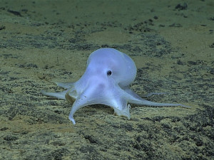 DRBNA VĚDÁTORKA: Chobotnice Casper chrání své potomstvo do posledního dechu