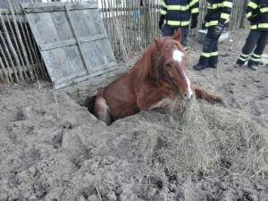 Zoufalého koně uvězněného v jímce zachraňovali hasiči v Jindřichovicích
