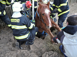 Zoufalého koně uvězněného v jímce zachraňovali hasiči v Jindřichovicích