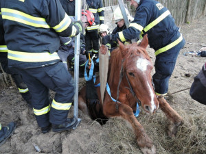 Zoufalého koně uvězněného v jímce zachraňovali hasiči v Jindřichovicích