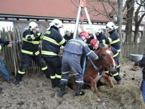 Zoufalého koně uvězněného v jímce zachraňovali hasiči v Jindřichovicích