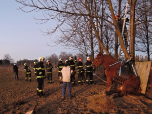 Zoufalého koně uvězněného v jímce zachraňovali hasiči v Jindřichovicích