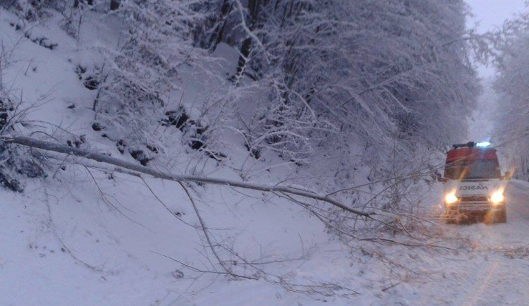 Mokrý sníh láme stromy.