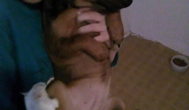 Zraněný pes, který šlápl do pasti na Kunratické