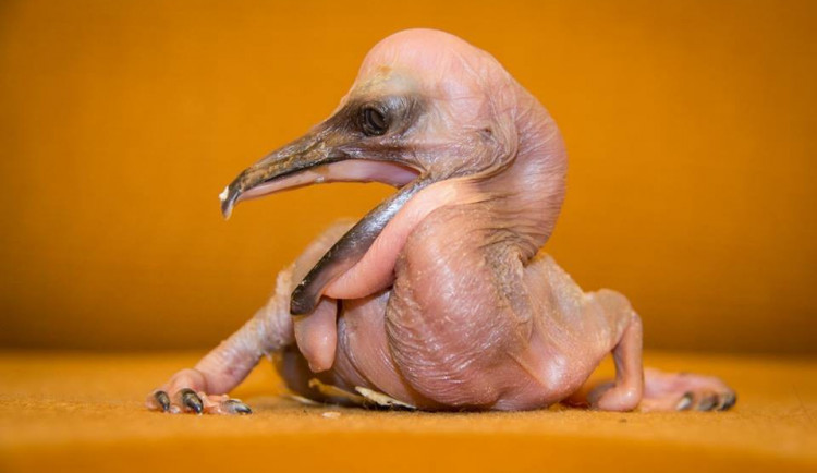 Zoologická zahrada se může pochlubit prvními letošními mláďaty