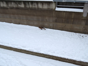 Zatoulaná liška spadal do jímky v čistírně odpadních vod, hasiči ji vytvořili lávku