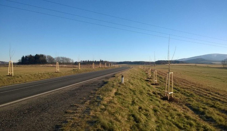 Další aleje na Frýdlantsku se dočkají obnovy. Vykácet bude třeba 116 stromů, nahradí je ale 185 nových