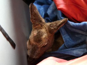 Liberečtí hasič zachránili z koryta Nisy promrzlou srnku