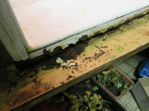 V hospodě U Českého Lva se s úklidem příliš nepárali, inspekce se nestačila divit