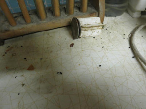 V hospodě U Českého Lva se s úklidem příliš nepárali, inspekce se nestačila divit