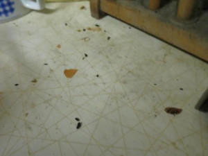 V hospodě U Českého Lva se s úklidem příliš nepárali, inspekce se nestačila divit