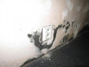 V hospodě U Českého Lva se s úklidem příliš nepárali, inspekce se nestačila divit