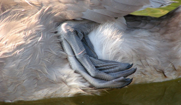Třetí případ ptačí chřipky na jihu Čech je potvrzen u Soběslavi. Nakažené ptáky našli veterináři i v Táboře