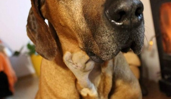 Pejsek Asani potřebuje nákladnou léčbu.