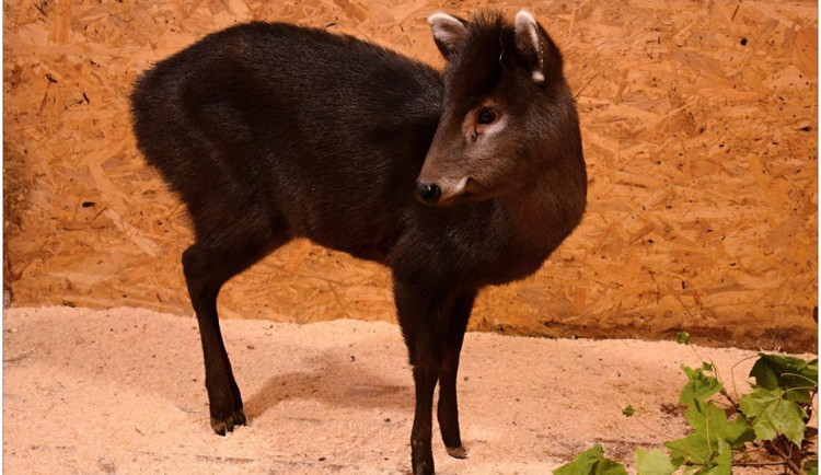 Zoologická zahrada získala ohroženého muntžaka chocholatého