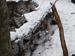 Štěně se propadlo do hluboké štoly.