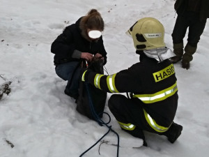 Štěně se propadlo do hluboké štoly.