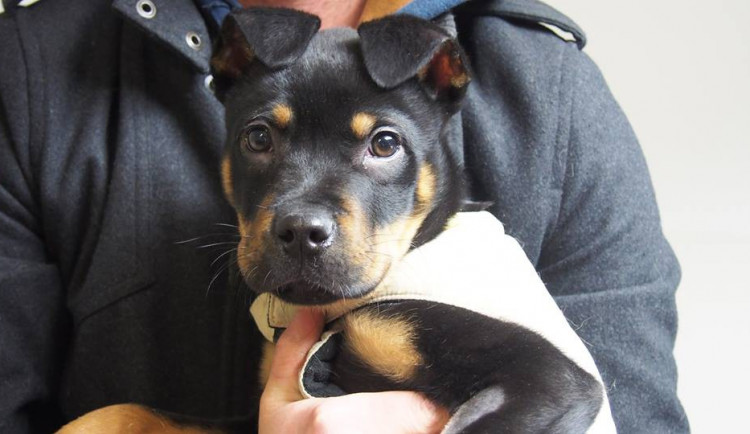 Štěně se vrací do normálního života