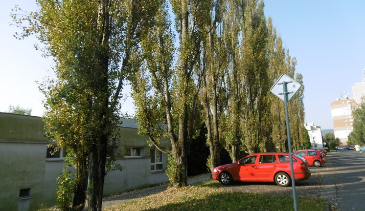 Topoly v Jabloňovce.