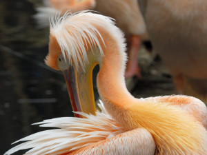 Další případ ptačí chřipky v ZOO. Uhynul pelikán, ohrožené je celé hejno