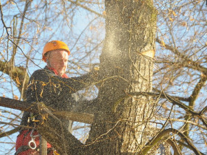 V Českém ráji kácejí nebezpečné stromy, padnout jich má až 200