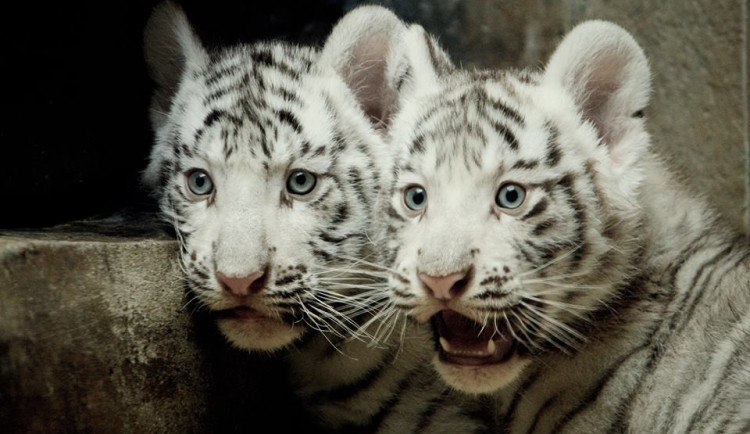 Z kilových koťátek jsou sedmdesátikilové šelmy. Tygřata z liberecké zoo slaví první narozeniny