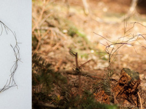 Mimikry - Skryté síly přírody