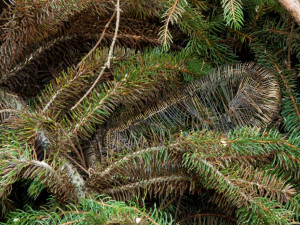 Mimikry - Skryté síly přírody