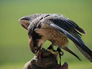 Liberecká nemocnice začala k plašení holubů využívat dravce