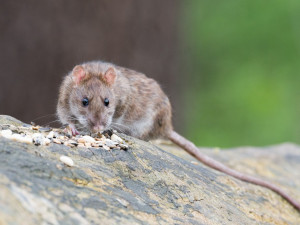 Jablonec bojuje s přemnoženými potkany, město nařídilo celoplošnou deratizaci