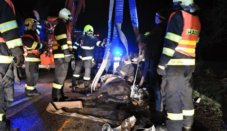Kůň vběhl do cesty rozjeté dodávce, poraněné zvíře musel veterinář utratit