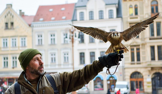 Alexandr Vrága se svými dravci ochrání město před holuby.