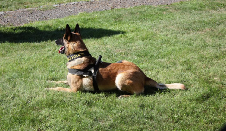 ztracený a znovu nalezený pes