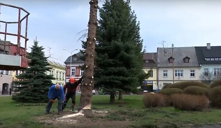 V Chrastavě pokáceli vánoční smrk. Nahradí ho menší kolega.