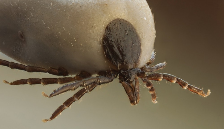 Objevují se první klíšťata. Nalezena byla v okolí Doubravice