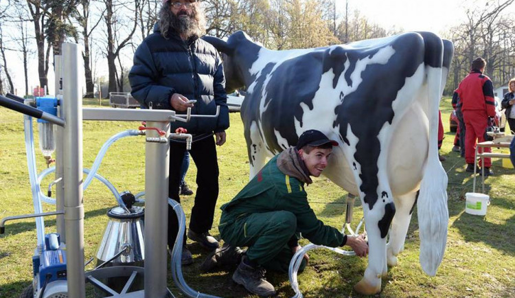 Jedna z disciplín zemědělské olympiády.