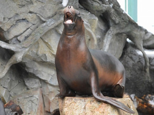 V pondělí do liberecké ZOO nechoďte, bude celý den uzavřená