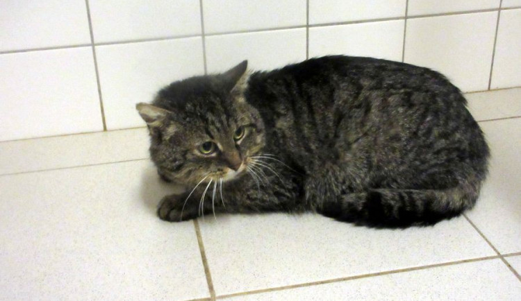 Hledáme páníčka #2: Podívejte se na nejnovější přírůstky v libereckém útulku Archa