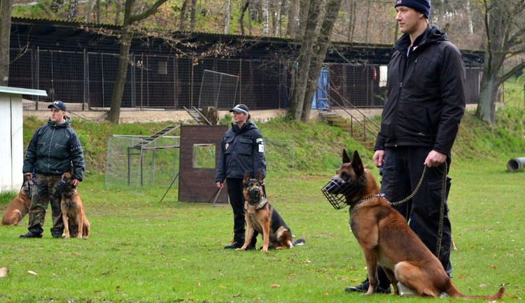 FOTO: Služební psi se utkali o Velkou cenu Městské policie Liberec. Vyhrál Noris z Hückelovy vily