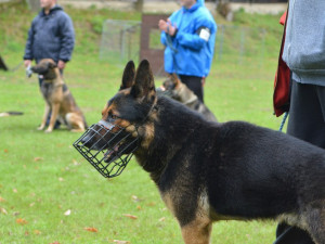 Velká cena Městské policie Liberec