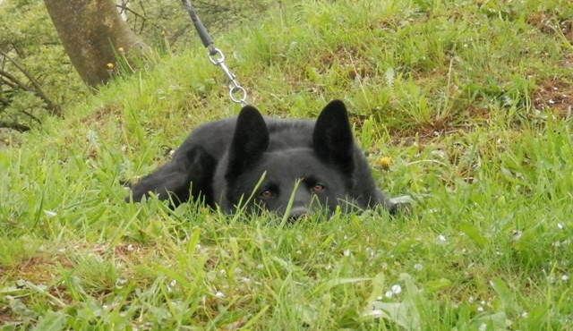 Hledáme páníčka #3: Podívejte se na nejnovější přírůstky v libereckém útulku Archa