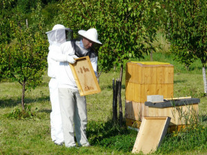 Den včely přiblíží život i chov užitečného hmyzu