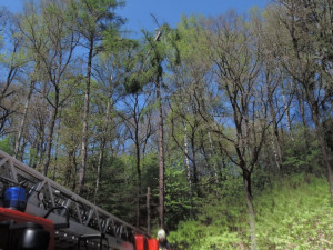 Dřevorubec uvízl 25 metrů nad zemí.