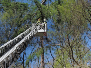 Dřevorubec uvízl 25 metrů nad zemí.