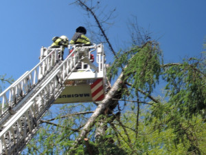 Dřevorubec uvízl 25 metrů nad zemí.
