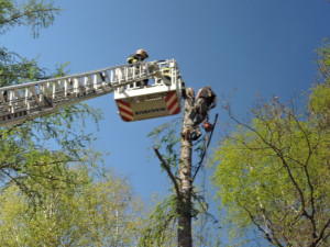 Dřevorubec uvízl 25 metrů nad zemí.