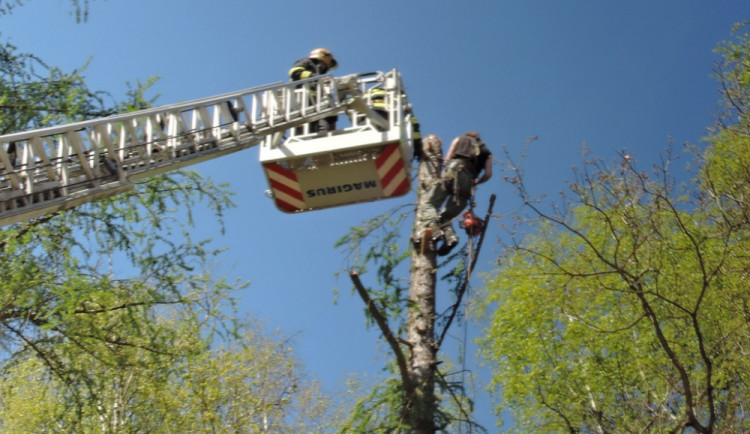 Dřevorubec uvízl 25 metrů nad zemí.