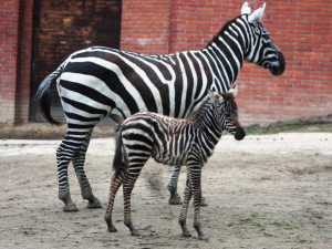 Malá zebra, nyala i buvolec. V liberecké ZOO se radují z nadílky mláďat
