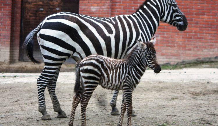 Malý samec Horus s matkou Hershie.